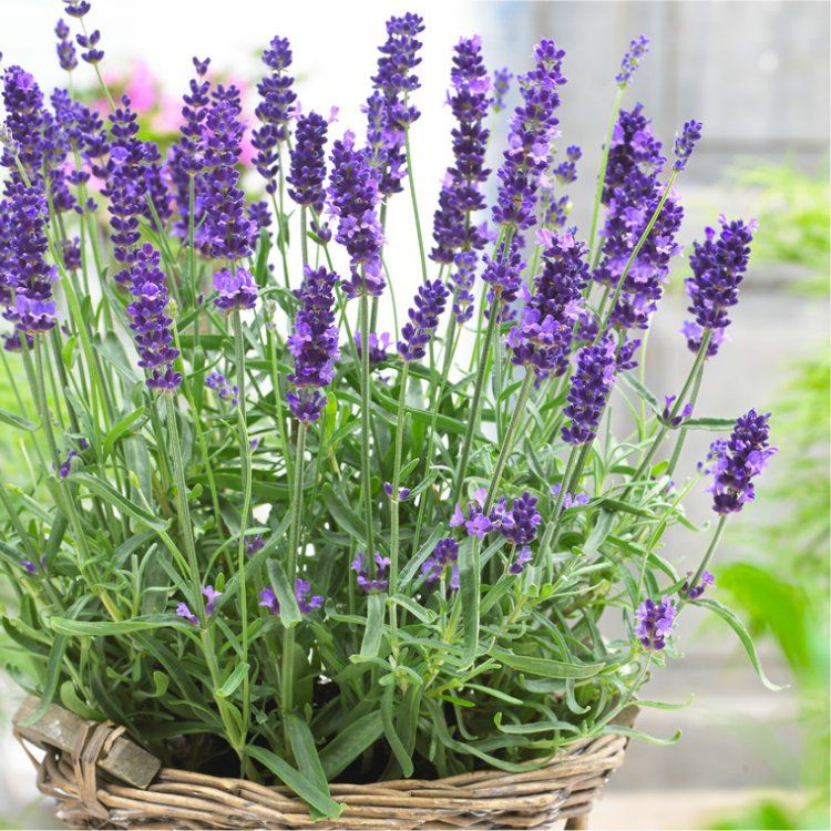 Large - Lavendula Angustifolia Hidcote - English Lavender Hidcote Blue