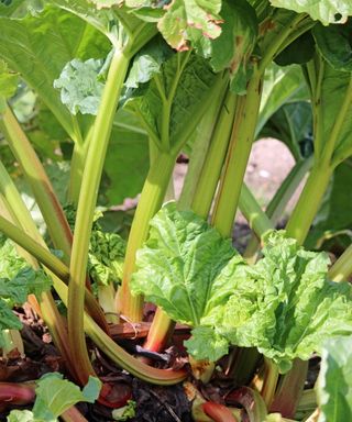 A rhubarb crown with lots of stems