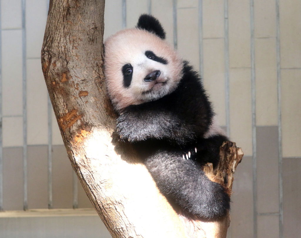 She just made her debut, and this adorable baby panda is already ...