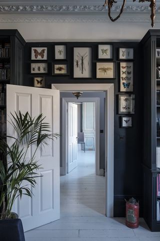 gallery wall ideas with framed taxidermy insects