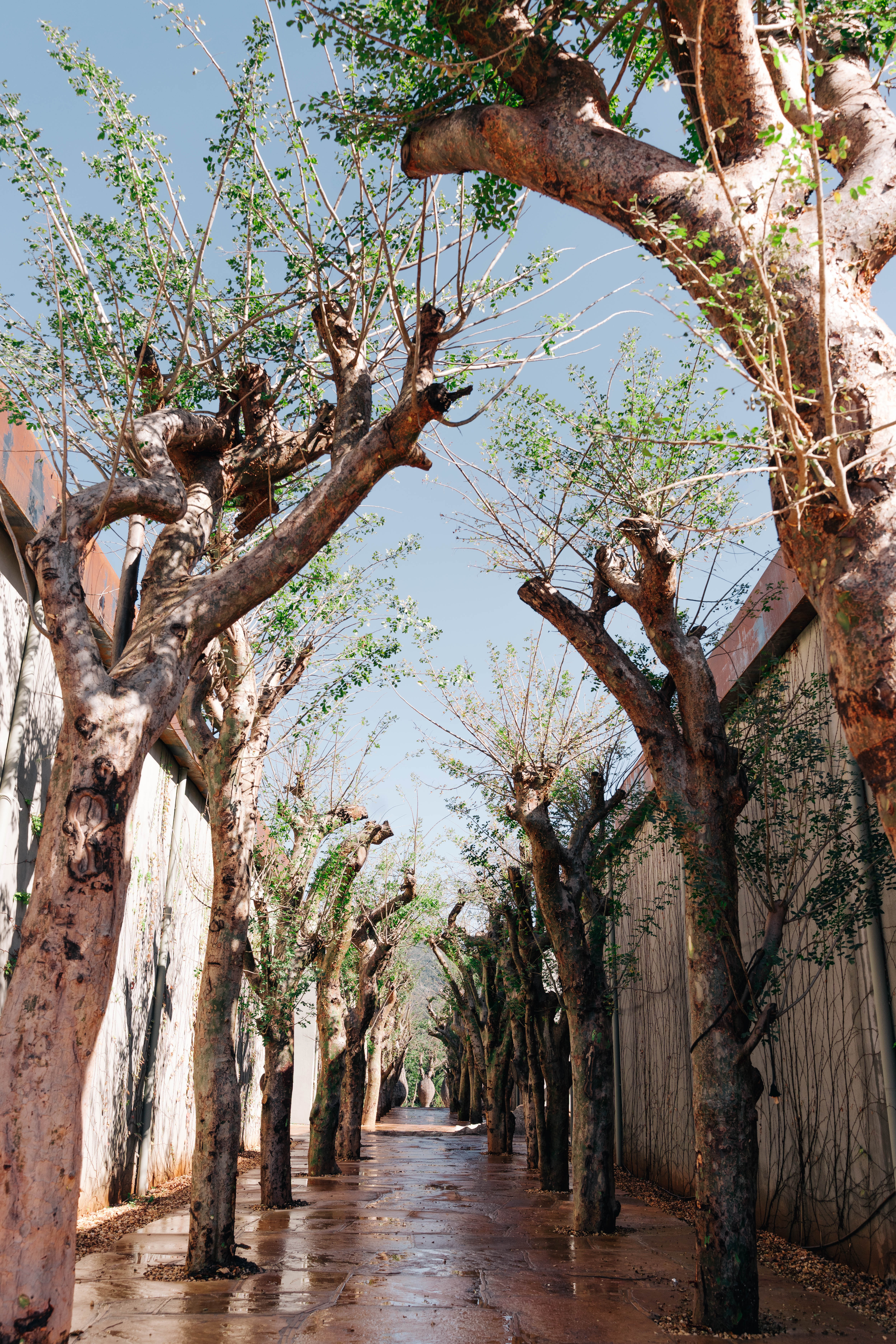 View of the developing landscape at Museu Bernardo Paz as it develops