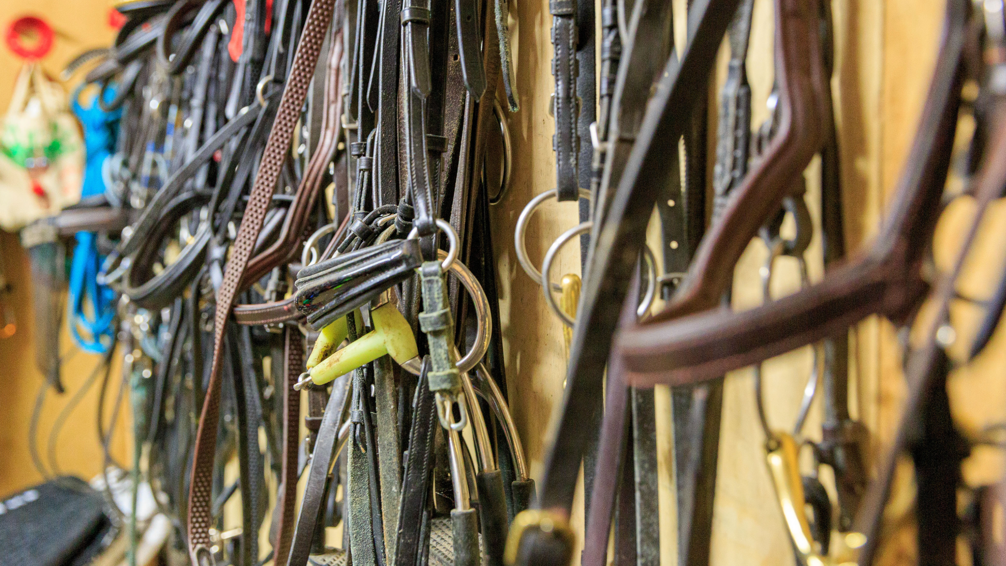 bridles hung up in a tack room