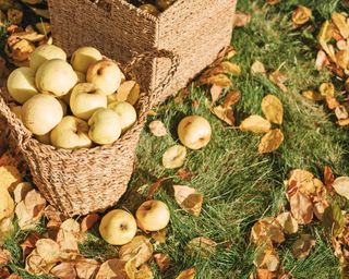 Apples and fallen leaves on the ground next to apples in baskets