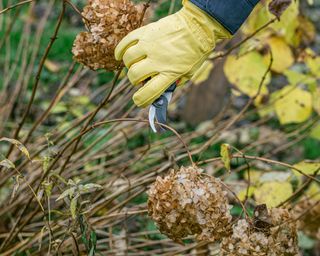 cutting back hydrangeas with secateurs