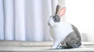 Close up of grey and white rabbit indoors