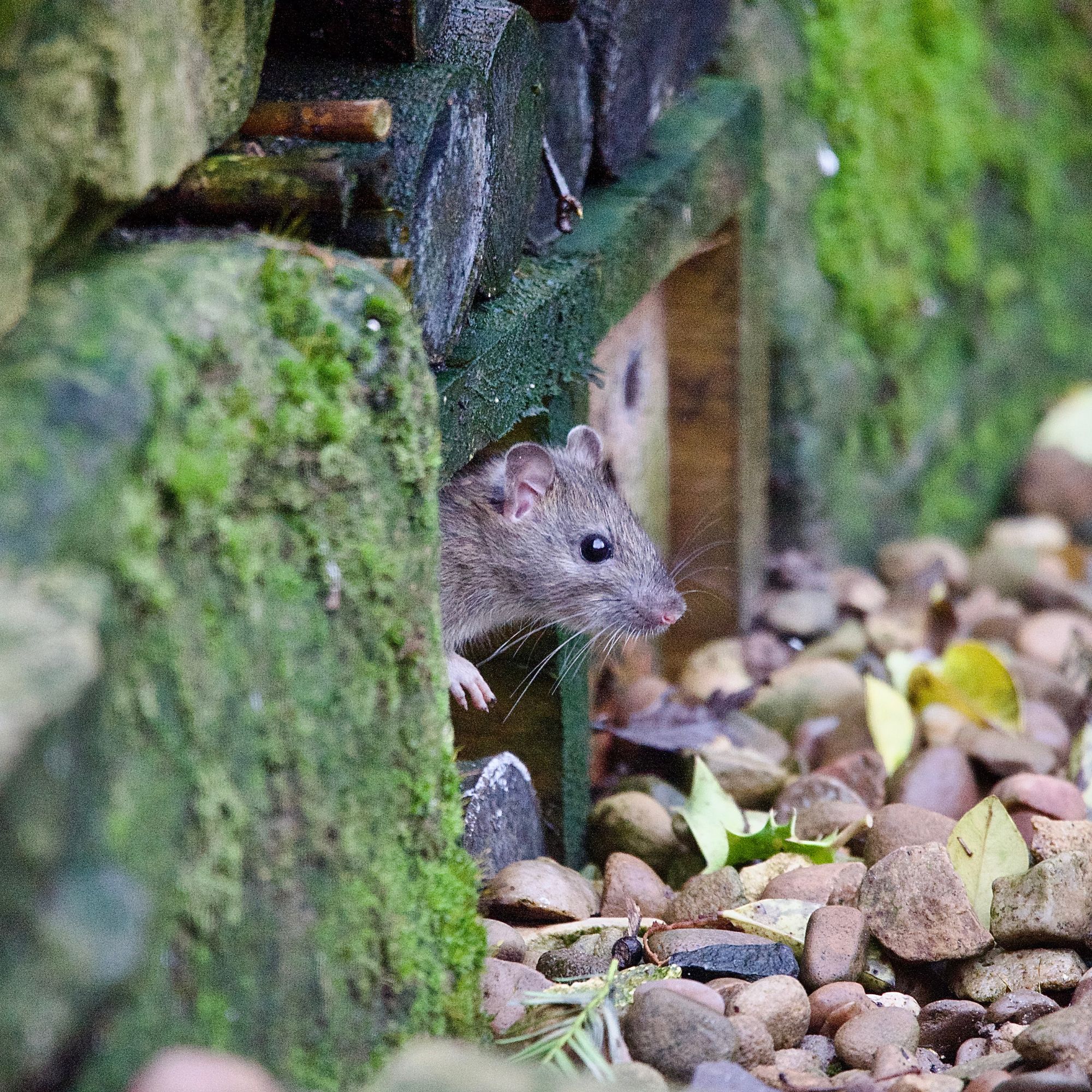 A rat poking out of shelter in a garden