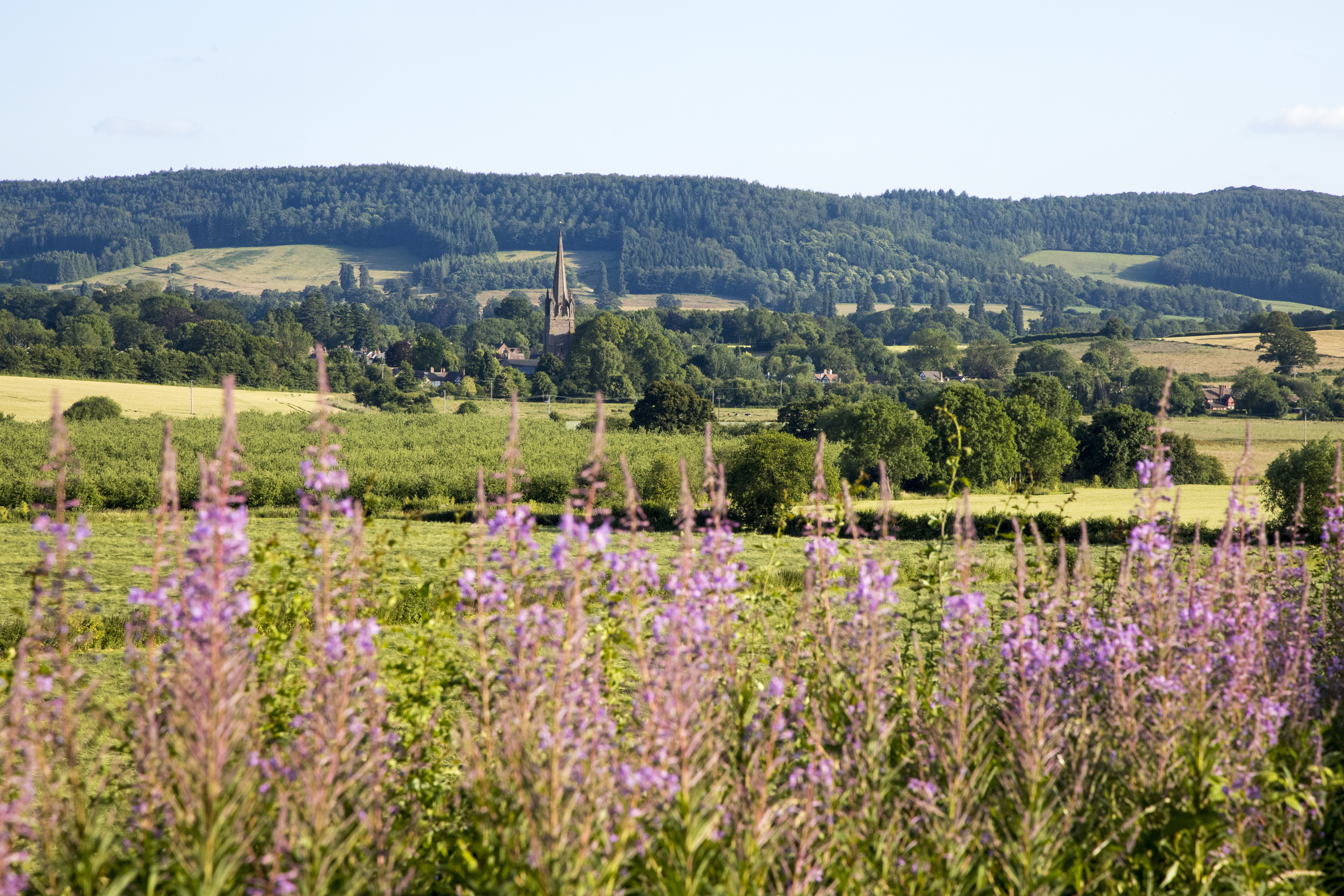 Pink foxgloves with Weobley Village, Herefordshire, in the background