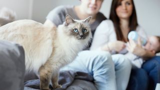 A Birman cat on a sofa, with a couple and their baby in the background