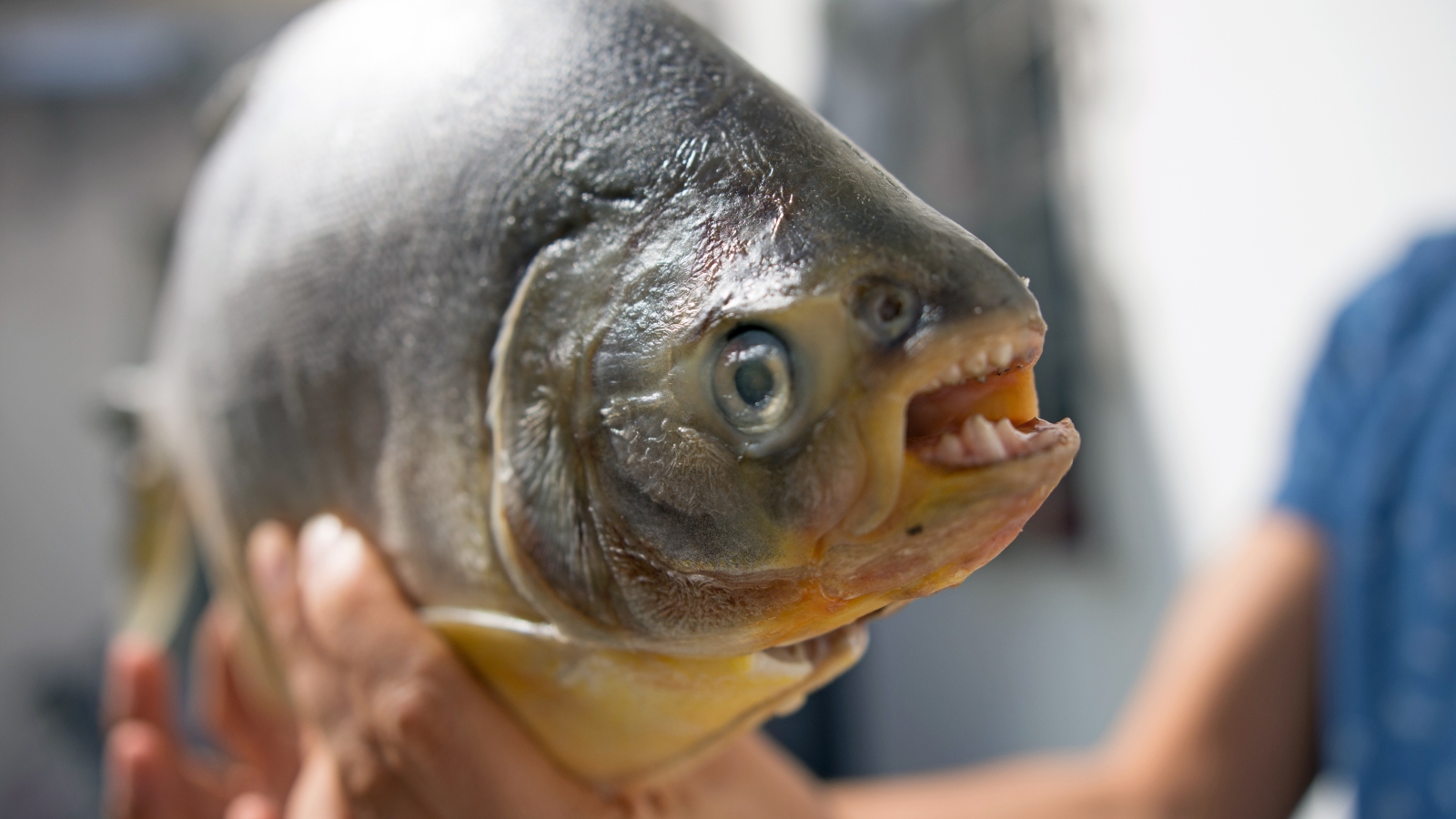 A close up of a pacu showing its human -like teeth