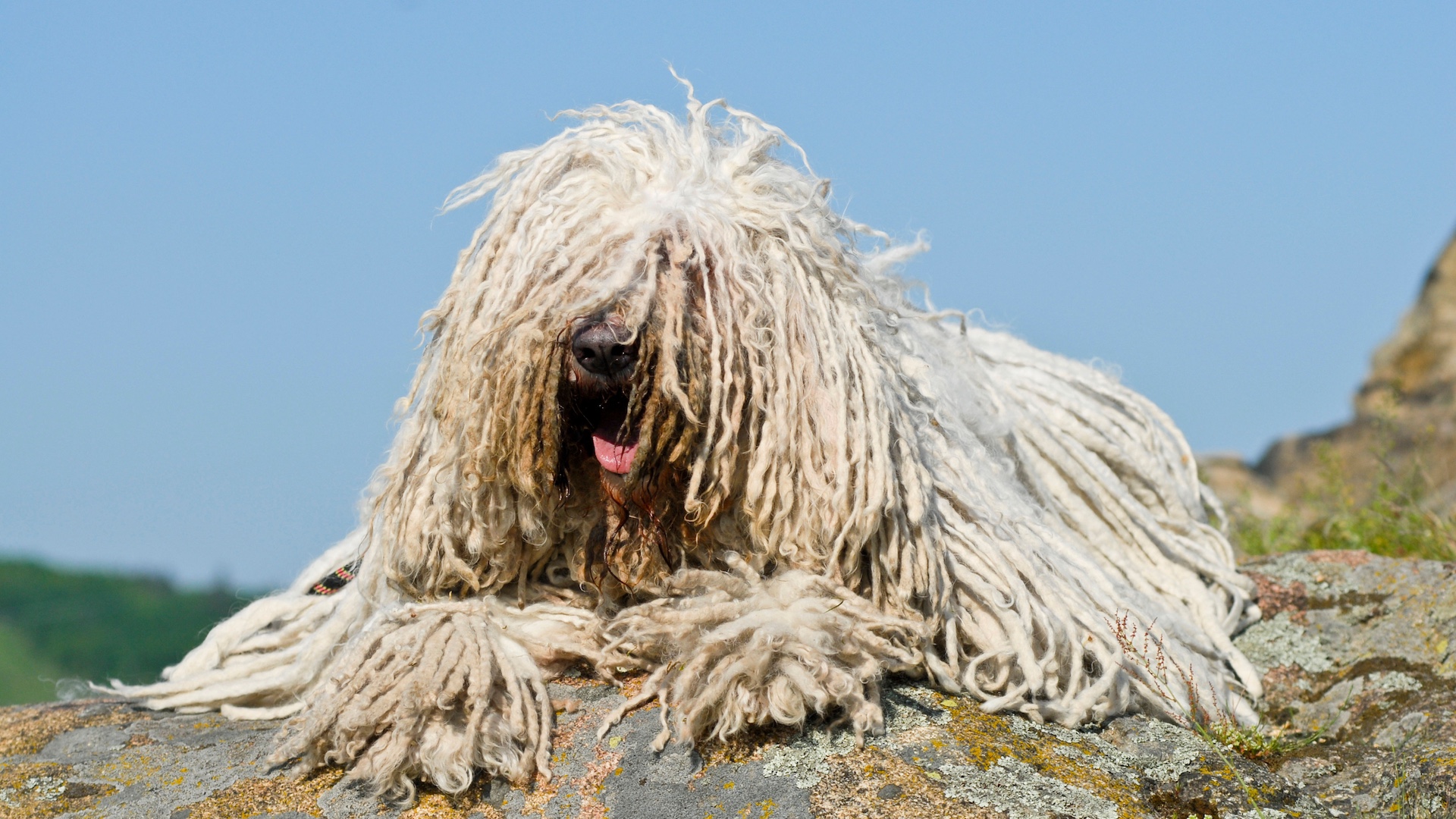 Komondor mop dog