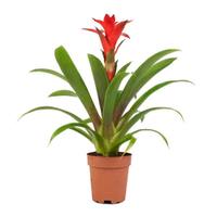 Guzmania Calypso, Starlight Red Bromeliad: £19.99 at Hortology