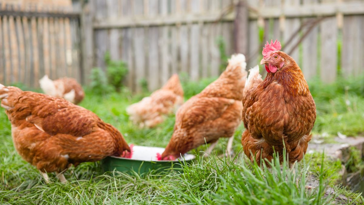 Chickens in garden