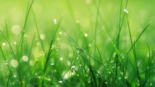 Image of rainy grass