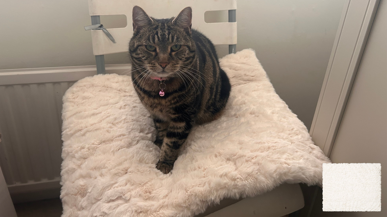 Megan's cat Nala sitting on the cat cloud bed, one of the best heated pet beds