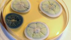 Multiple Penicillium molds on petri dish