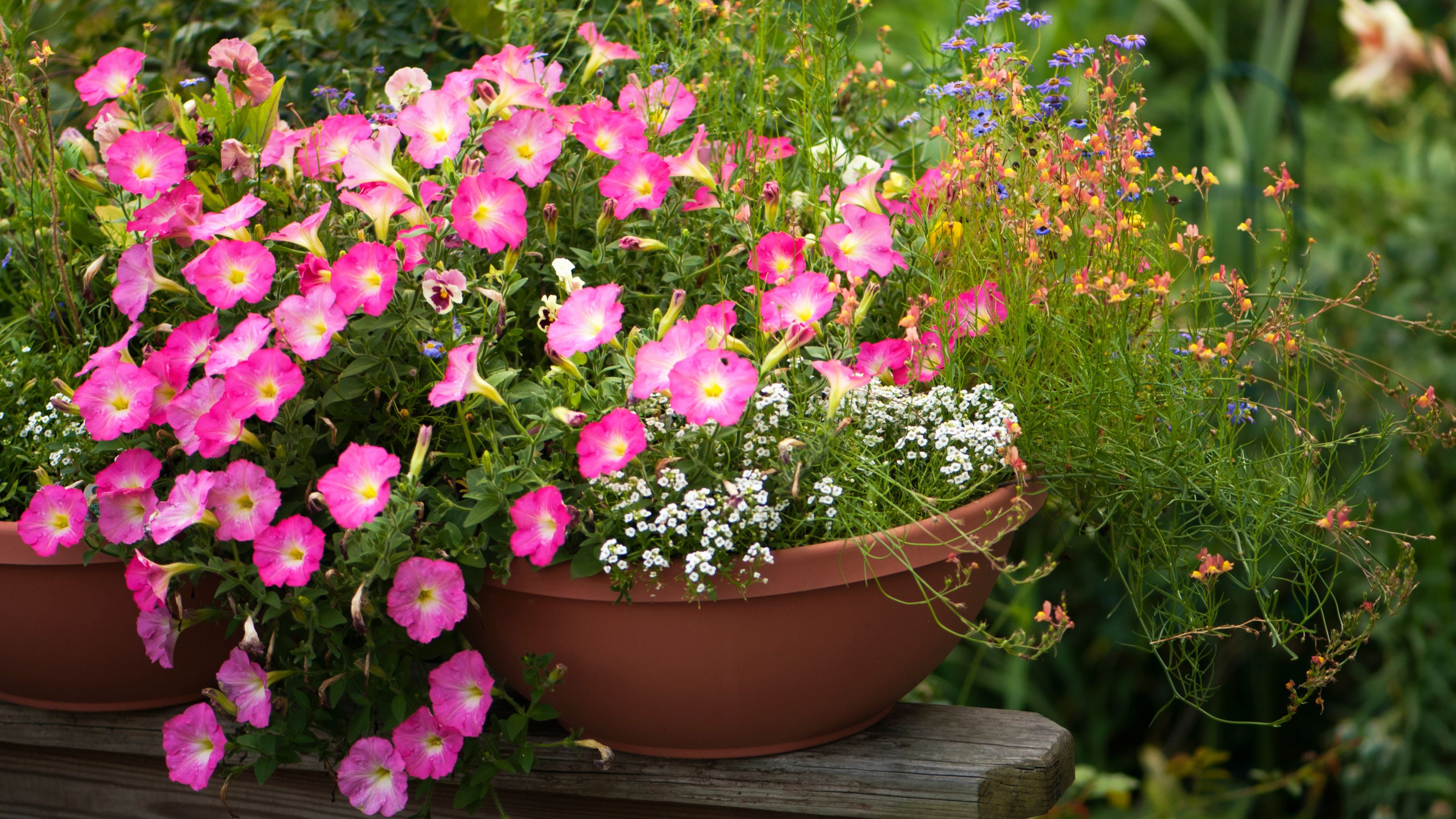 pink petunias in container