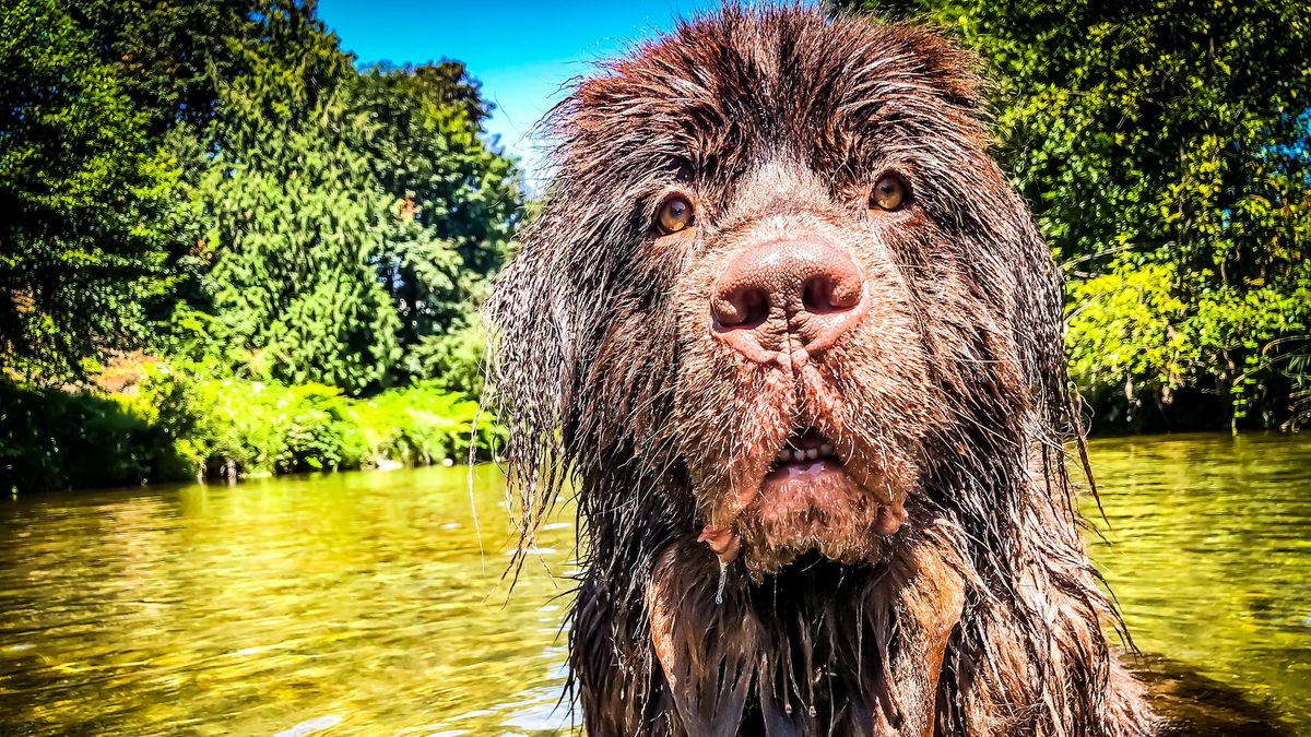 Wet Newfoundland dog in river