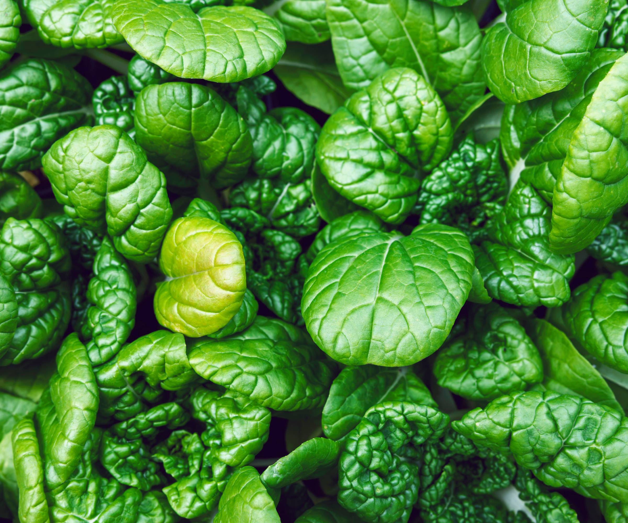 Densely growing spinach from above