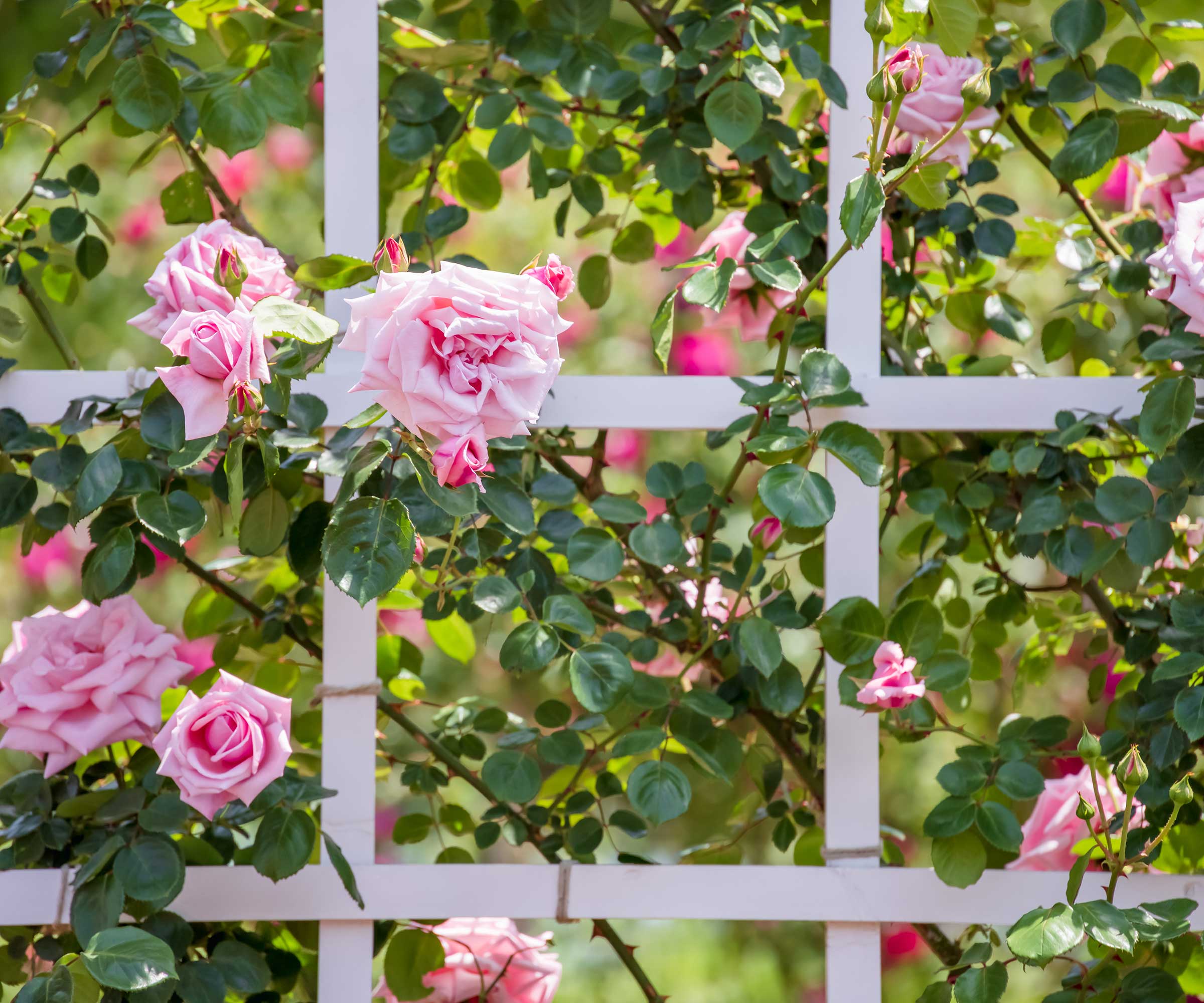 pink roses climbing on white trellis