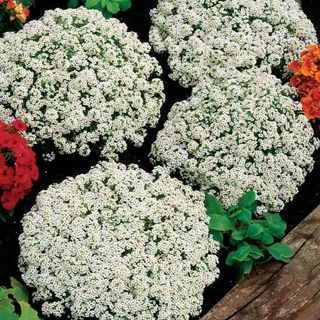 Sweet Alyssum Snow Crystals plants in full bloom