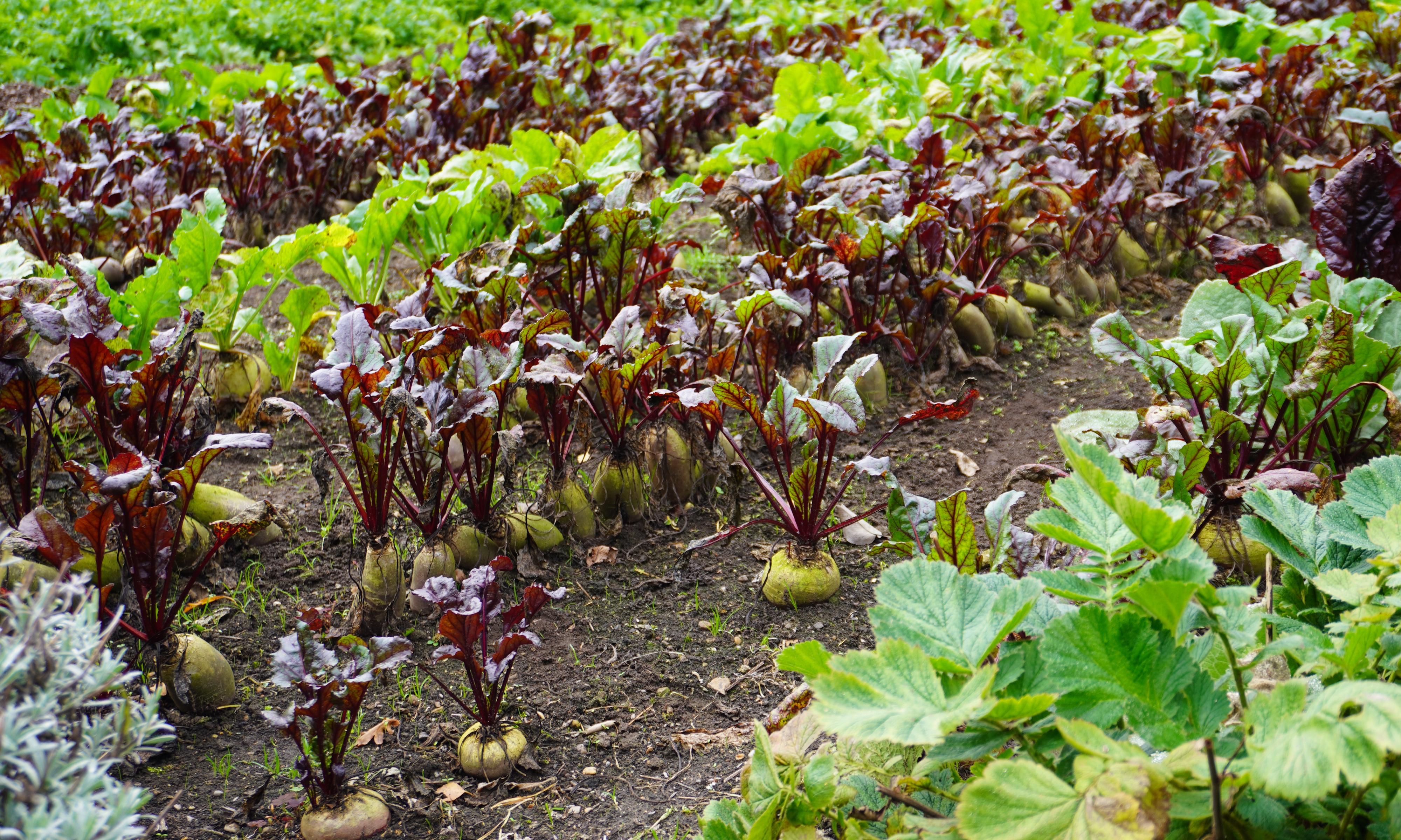 Vegetable beds at Gravetye Manor