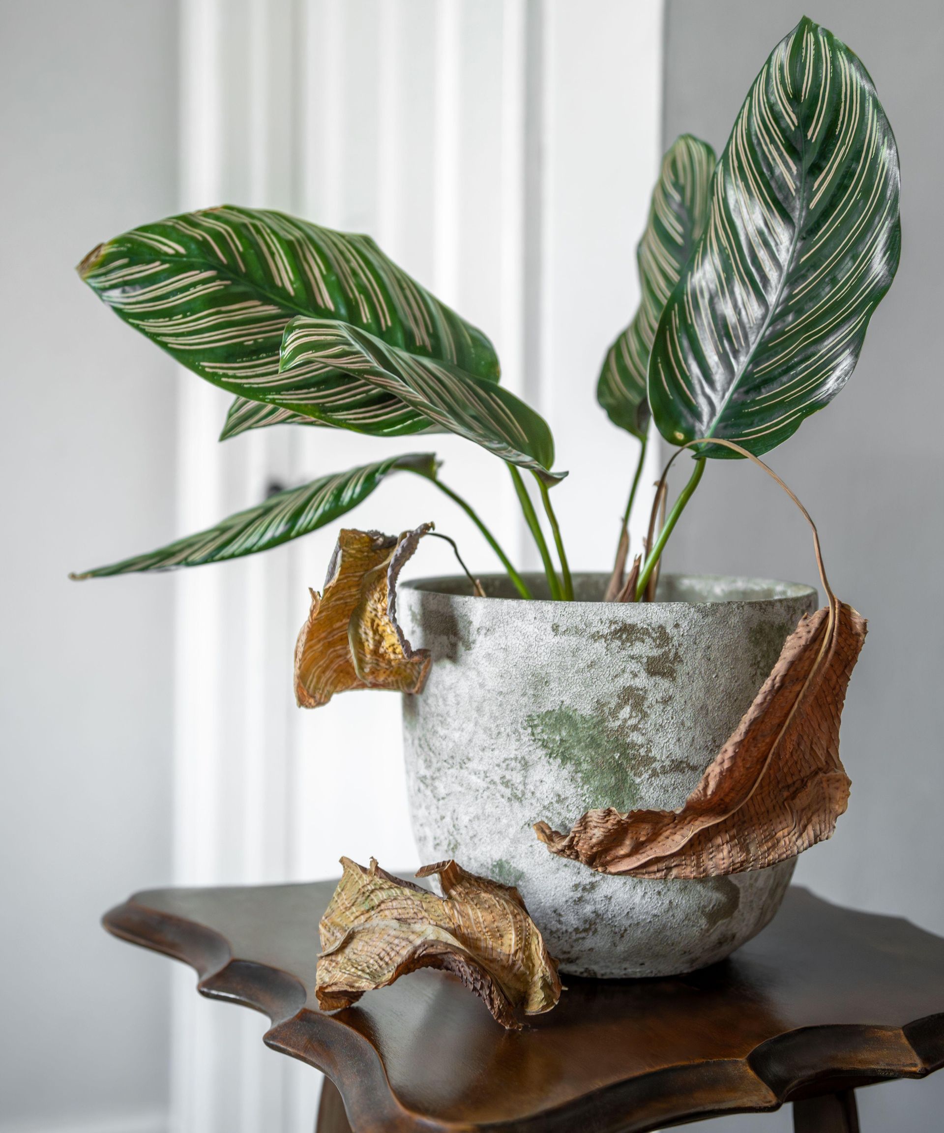 Dying calathea