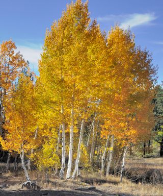 yellow colored fall foliage of quaking aspen trees