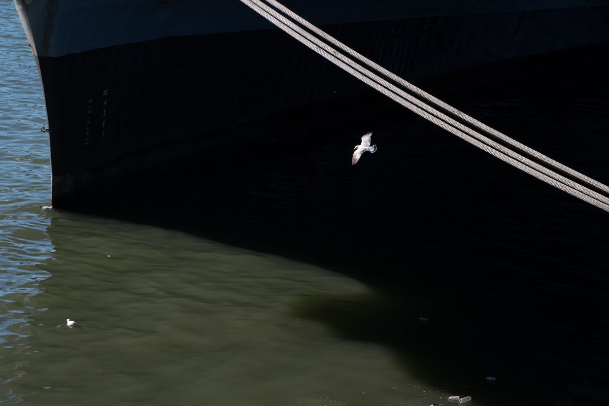 Fujifilm X-T5 sample photo of bird and ship