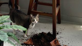 Cat stood next to knocked over plant