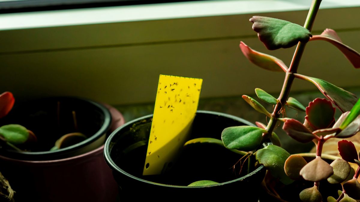 植物や家の中の真菌ブヨを駆除する方法