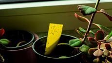 A yellow sticky trap in a houseplant with fungus gnats on it