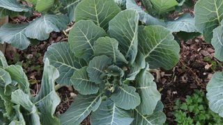 collard greens in the ground