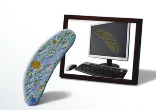 Scientists have created the first complete computer simulation of an organism, an STD-causing microbe called <em>Mycoplasma genitalium.</em>