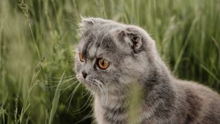 Scottish Fold