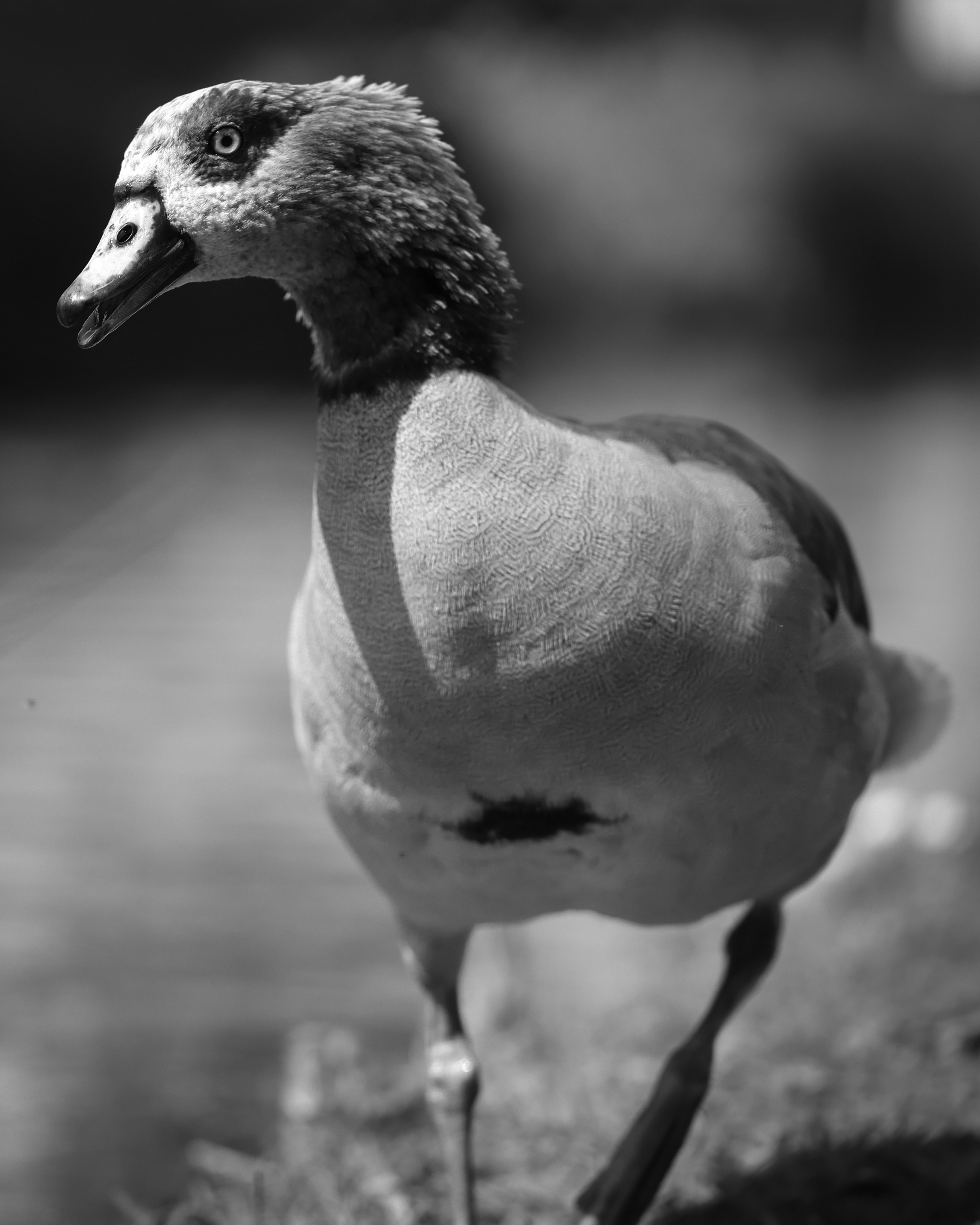 Sample image shot on the Canon EOS R6 V with the Canon RF 24-105mm f/2.8L IS USM Z