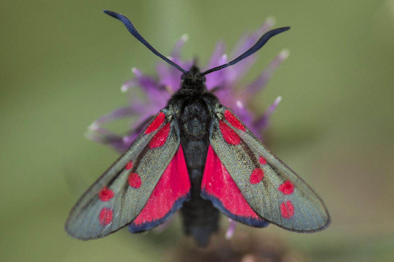 A Six-spot Burnet moth pollinates on a thistle in Ladywell Park