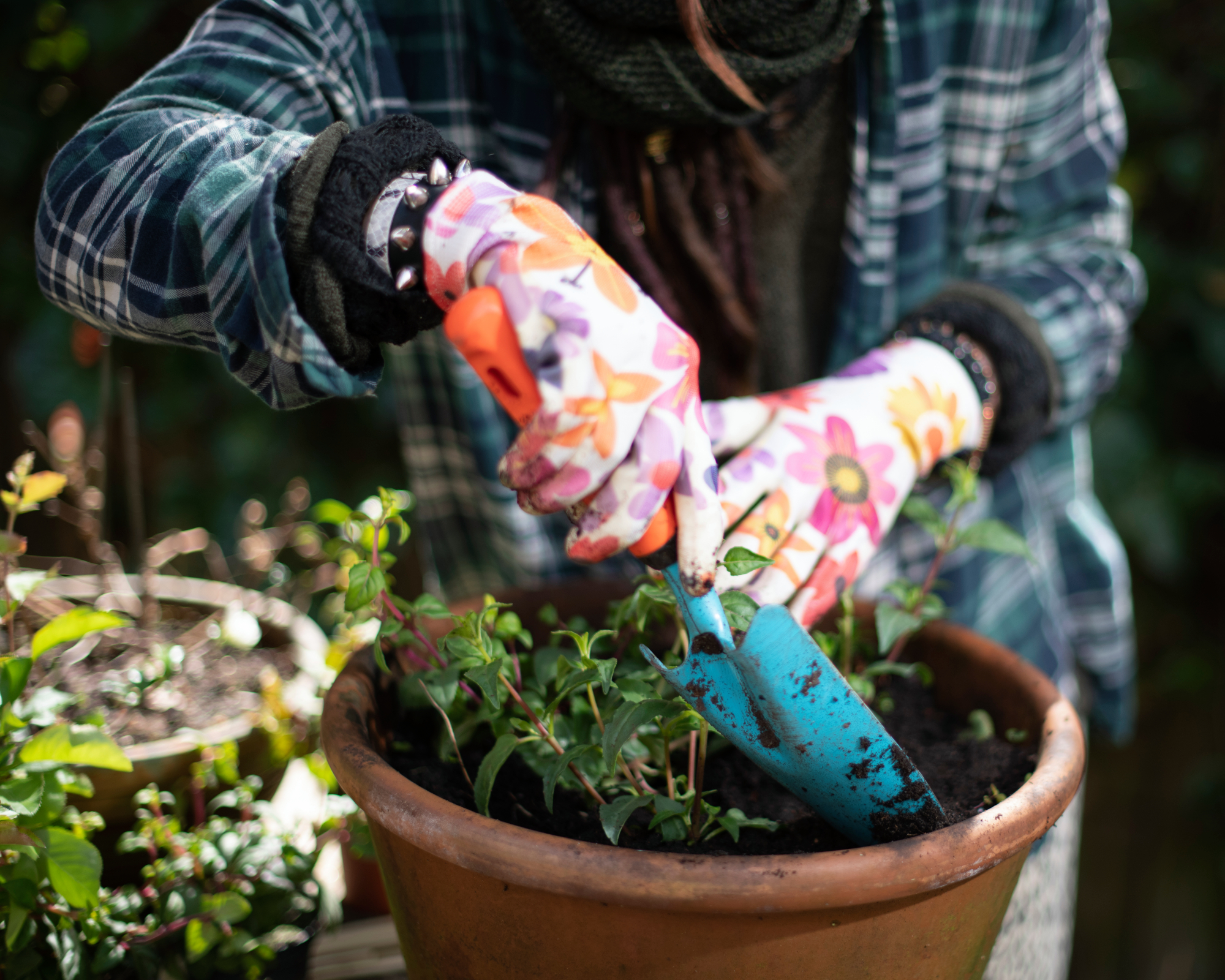 woman planting fuchsia in a pot