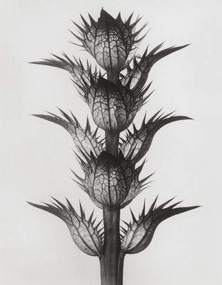 A plant portrait by Karl Blossfeldt.