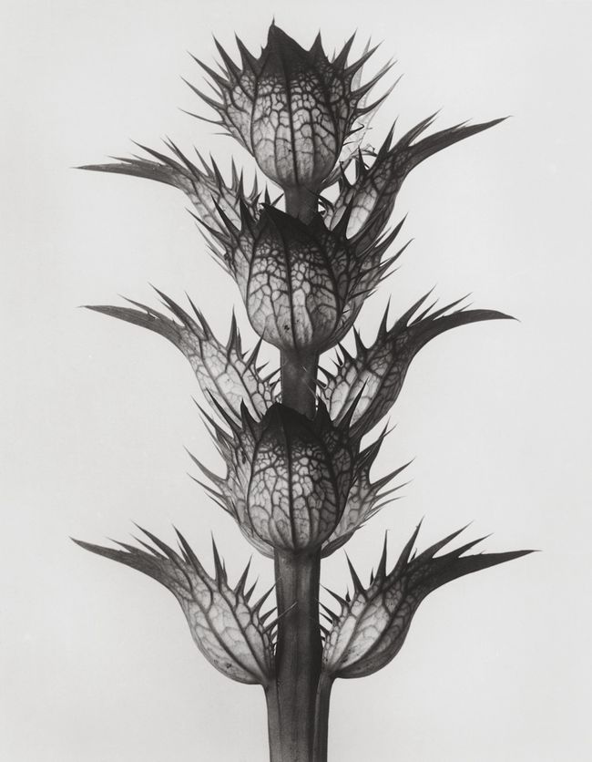 Plant Photos: Amazing Botanical Shots by Karl Blossfeldt | Live Science