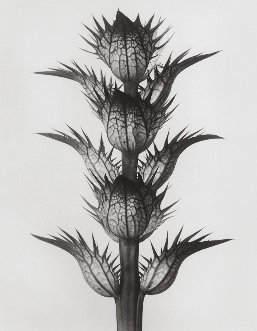 Plant Photos Amazing Botanical Shots by Karl Blossfeldt Live Science