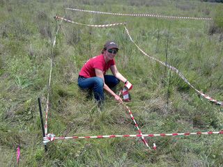 Sandi Copeland in a grassland of the Sterkfontein Valley collecting plants to document local strontium isotope signals.