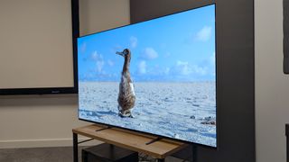 Sony Bravia 8 65-inch OLED TV slight angle from right on TV bench with bird on screen