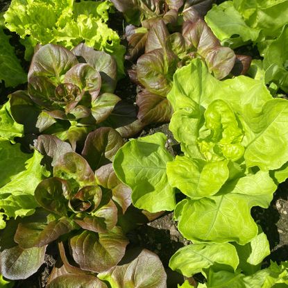 Lettuces growing in soil