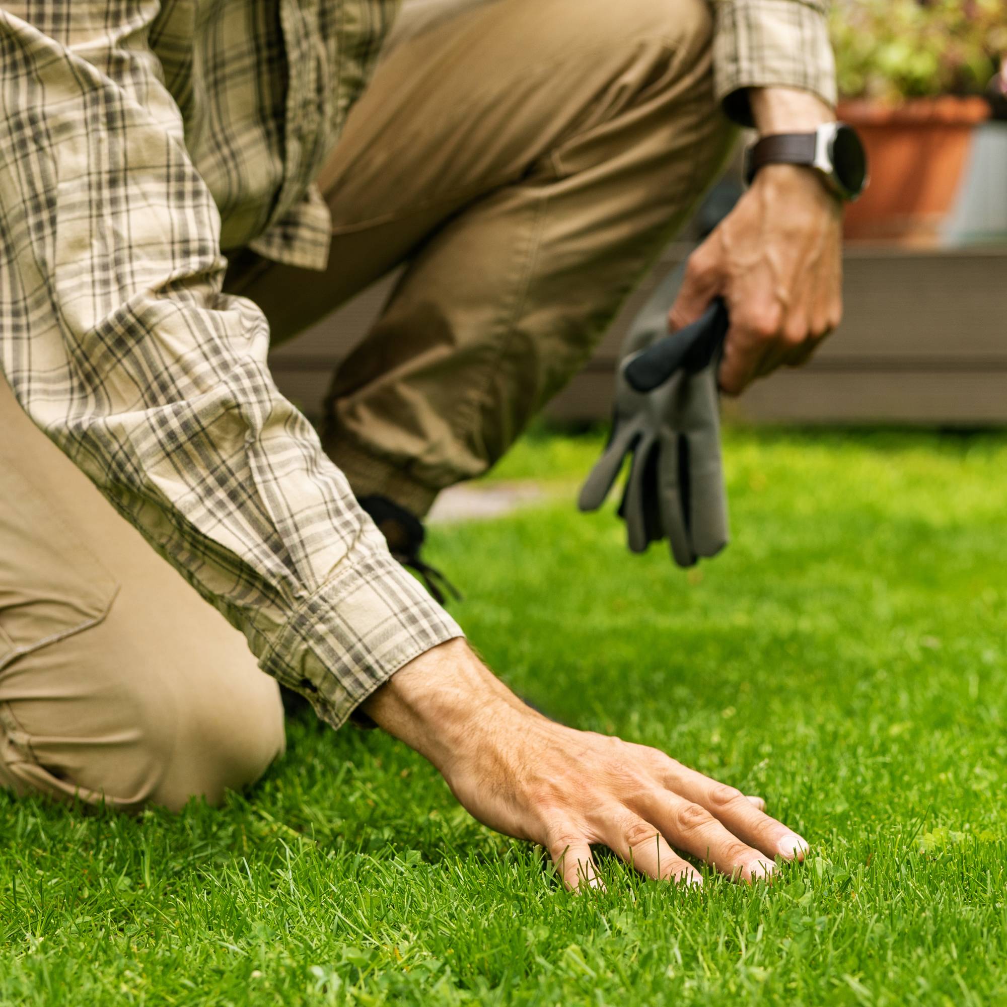 Gardener kneeling down and touching lush lawn