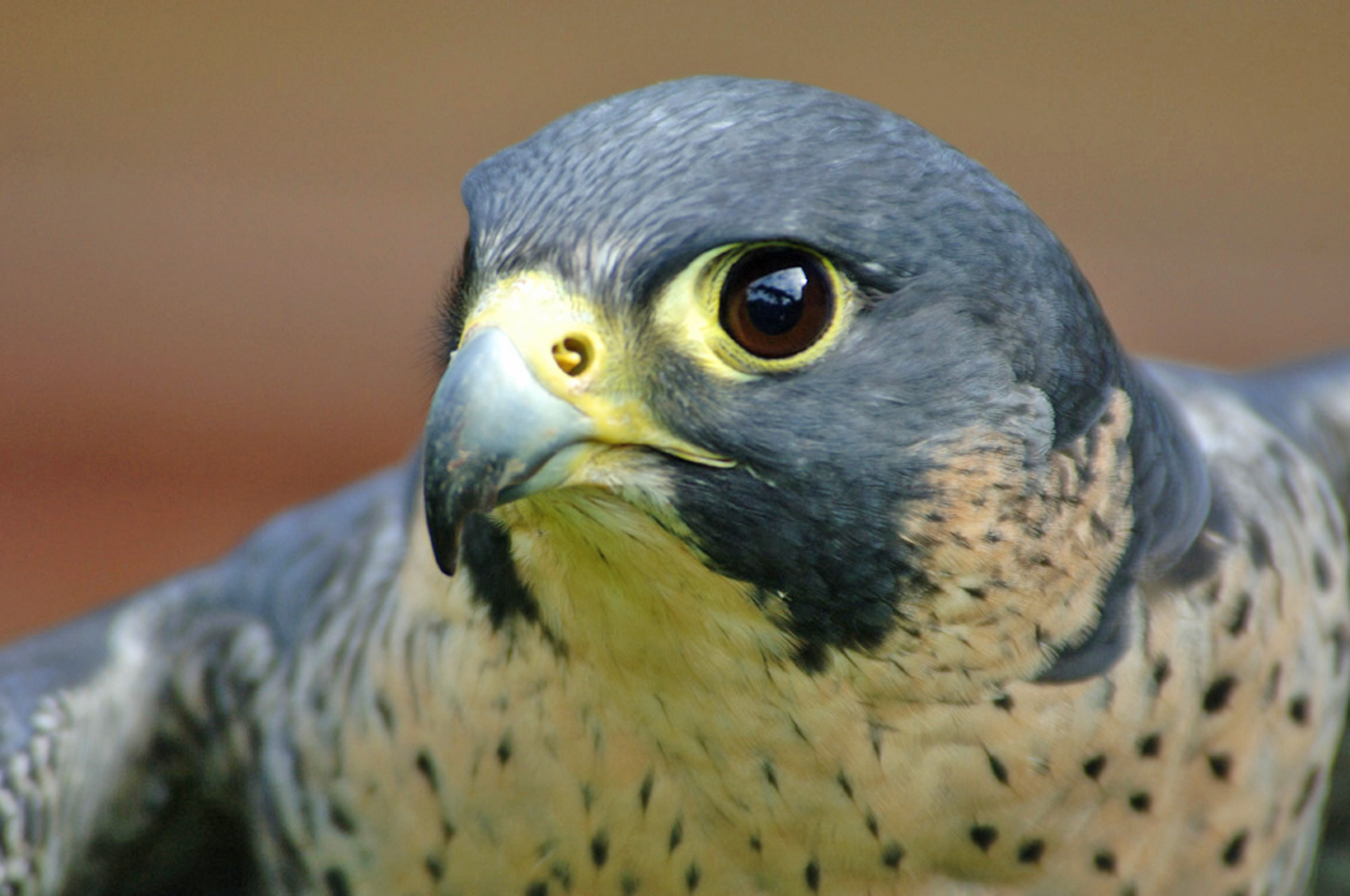 A close up shot of a peregrine falcon