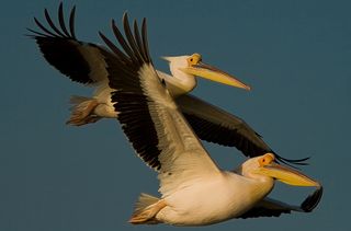 White pelican (Pelecanus erythrorhynchos).