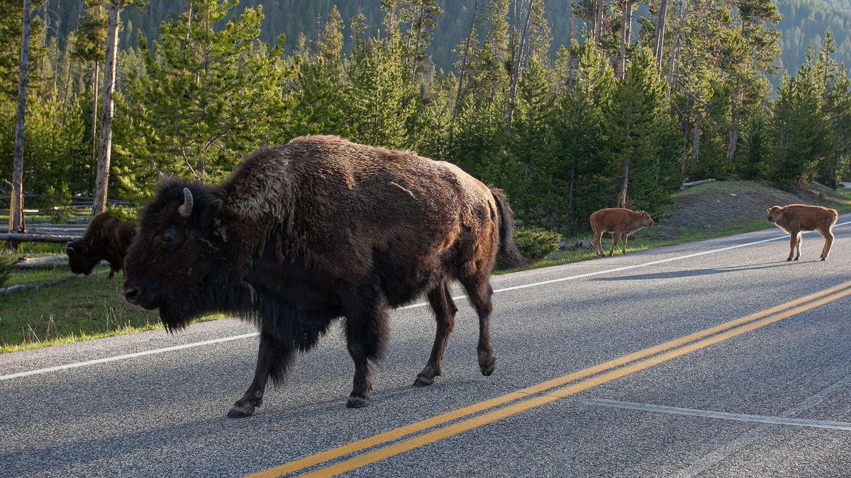 Yellowstone National Park Issues Warning Against Getting Too Close to  Wildlife Following Several Recent Incidents