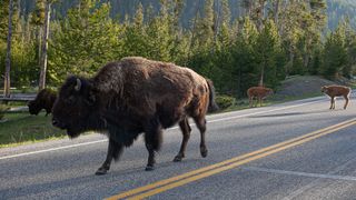 Adult bison and calves on road at Yellowstone National Park