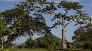 A photo of a large tree