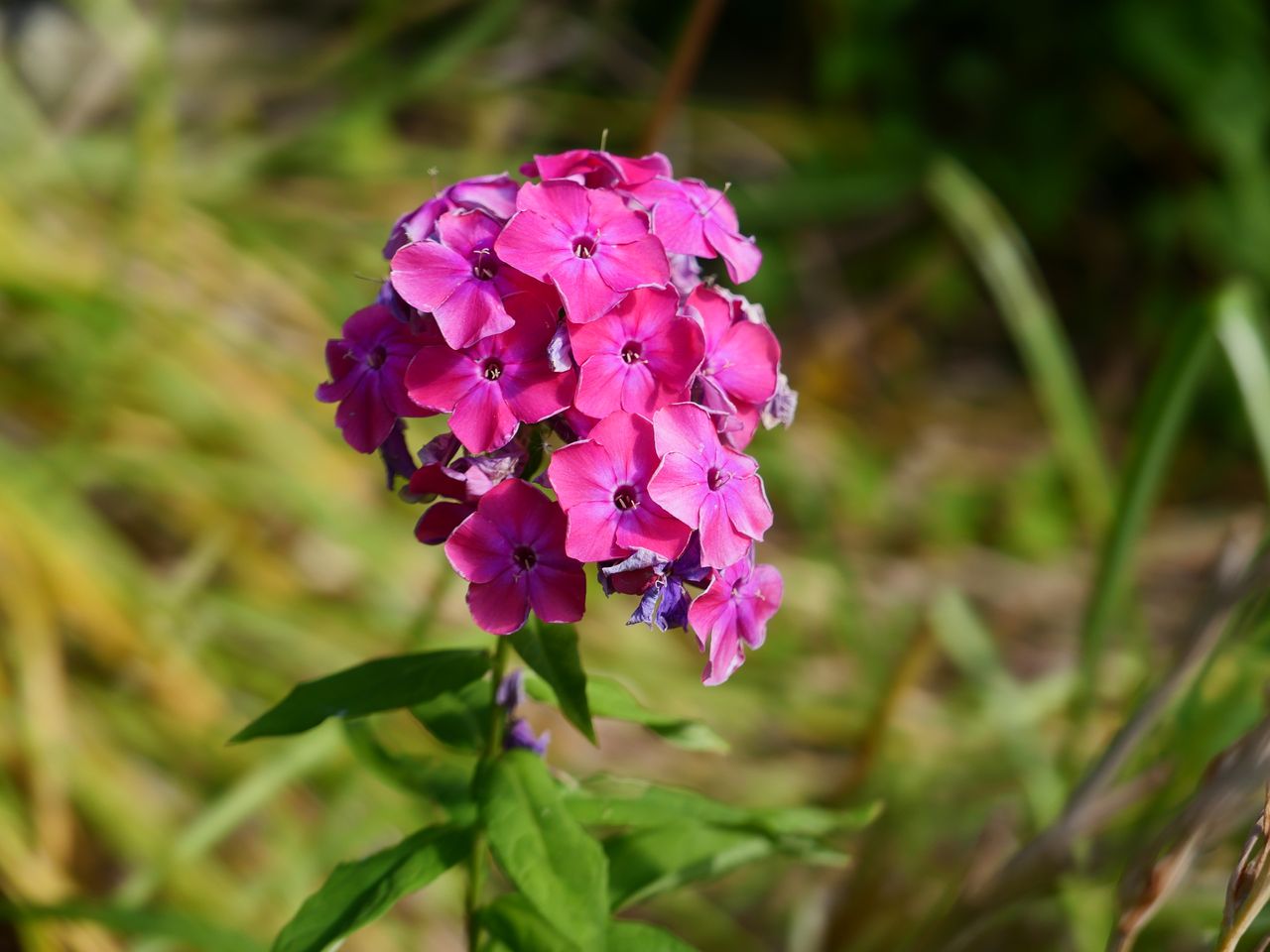 Images captured on the Leica D-Lux 8